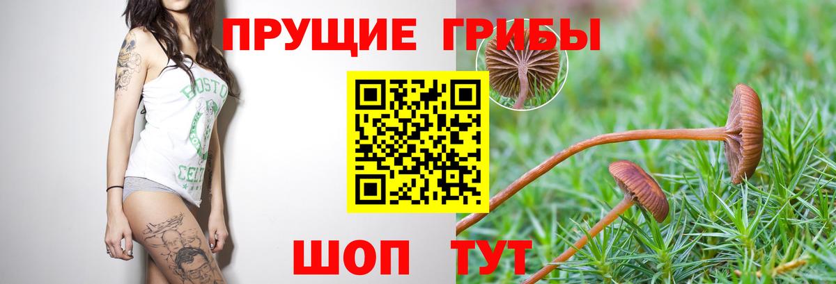 Кандалакша  Псилоцибиновые грибы мицелий  купить  цена  Вход с VPN 