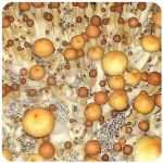 Псилоцибиновые (галлюциногенные)  грибы Psilocybin "Golden Teacher" в Кандалакше